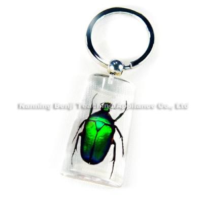 China Rose Chafer Beetle Real Insects Green Gorgeous Artificial Branch Resin Specimen Key Chain Factory Price Souvenir Choice Gift The Various for sale