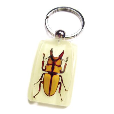 China Cool Artificial Resin and Conversation Piece Glow in Dark Beetle Key Chain for sale