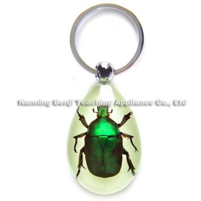 China Gift /Souvenir Acrylic Resin Key Chain Luminous Insect Beetle The Real Branch Keychain Specimen Bug Choice Various for sale