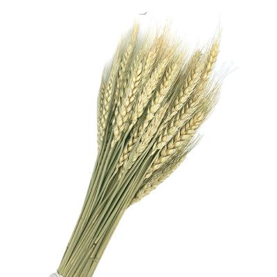 China Plastic Plastic Dried Wheat Stalks 100 Stems Wheat Sheaves For Decorating Wheat Dried Flowers Wedding Table Pampas Grass for sale