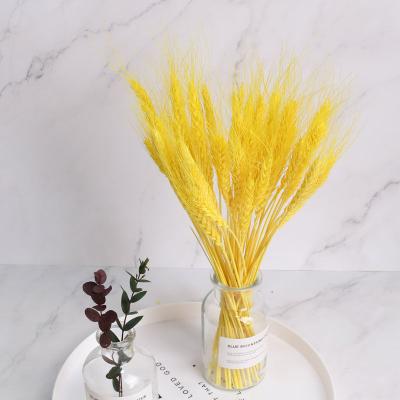 China Dried Wheat Dried Wheat Plant Direct Selling Dried Flowers Dried Wheat For Home Decoration for sale