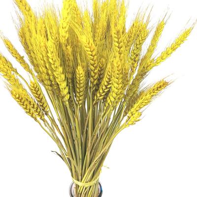 China Natural Dried Natural Dried Wheat Dried Wheat Length 42cm Per Pack Artificial Flower 100 Pcs Wheatgrass Wheatgrass Wheat Bunch Wheatgrass Bundle for sale