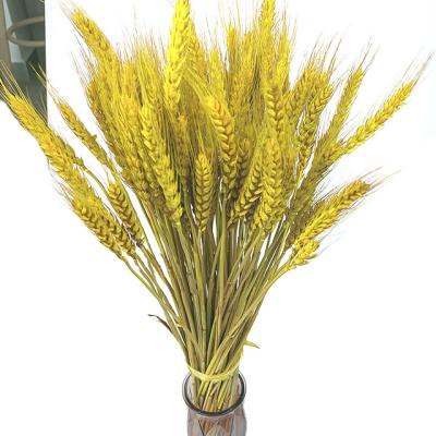 China Wholesale Plastic Flower Arrangement Plastic Wheat Dried Triticum For Gift Decoration for sale