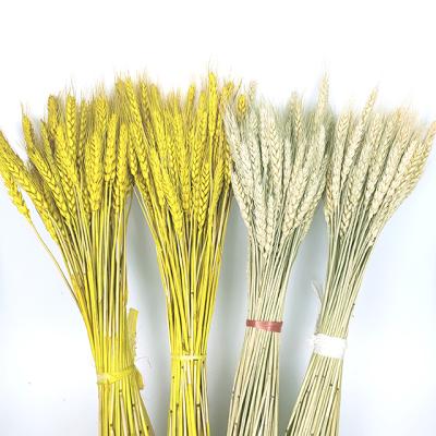 China Amaryllis Factory Direct Selling Plastic Desktop Decoration Amaryllis Flower Dried Flowers Flower Wheat High Quality Long-term Dry Wheat for sale