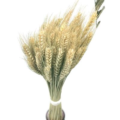 China Plastic factory direct sale desktop decoration desktop flower dried flower dry flower high quality long-term dry wheat for sale