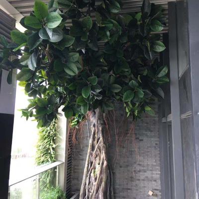 China Fiberglass Coastal Trunk And Plastic Top Branches Artificial Banyan Trees Tall For Store Interior Decoration for sale