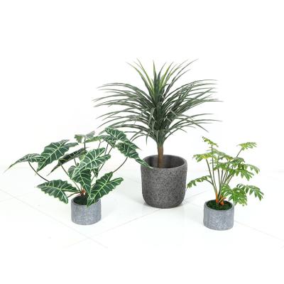 China Potted Green Plant Plastic Artificial Dracaena Hotel Display Indoor Decoration for sale