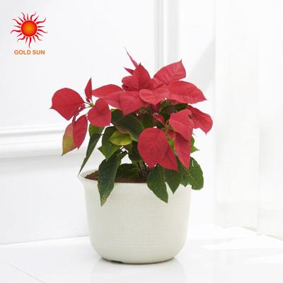 China CLASSIC New 2019 Contemporary And Contracted Plants With Thick White Gray Plastic Resin Flowerpot IR Breathable Mini Resin Tubs Flowerpot for sale