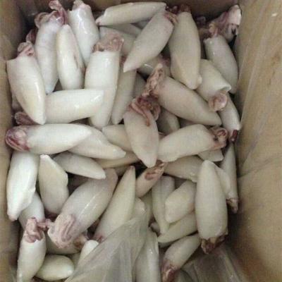 China FROZEN U5 U10 IQF or frozen whole cleaned squid Loligo de BQF chinensis for sale