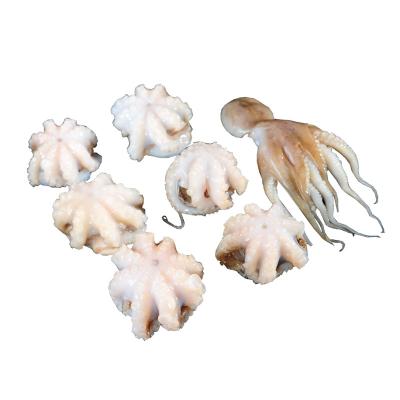 China frozen seafood product baby octopus flower 10-20 for sale