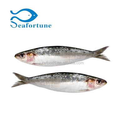 China Wholesale price FROZEN seafrozen frozen sardine (Longiceps sardinella) for sale