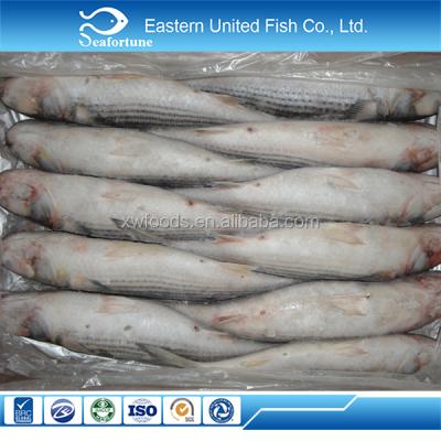 China FROZEN Seafood IQF Fish Prices Mullet for sale