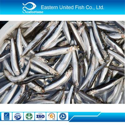 China FROZEN Frozen Iqf Anchovy Fillets for sale