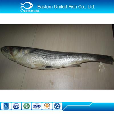 China Wholesale Health JELLY Gray Mullet Fish Eggs for sale