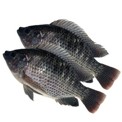 China Nature Good Season New Sale Frozen Tilapia Whole Round Fish for sale