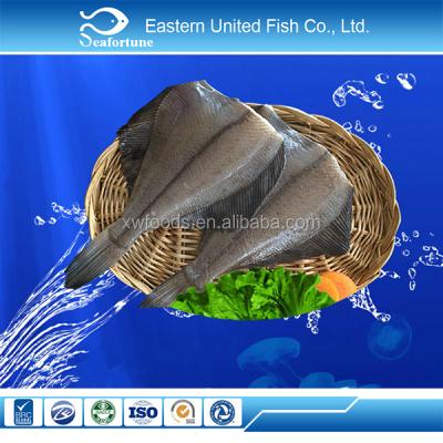 China Frozen export arrowtooth fish flounder seafood JELLY for sale