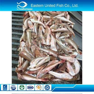 China Frozen Chinese Red Gurnard Fillet FROZEN (Lepidotrigla Microptera) for sale