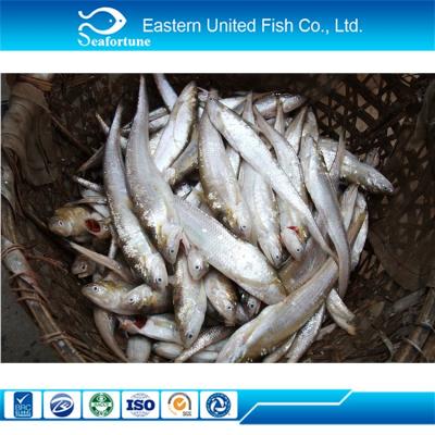 China Iqf Dry Frozen Anchovy Salty Chinese for sale