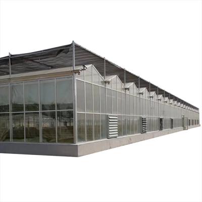 China Features Large Span Multi Clear Greenhouses Single-span Agricultural Sunlight Greenhouse for sale