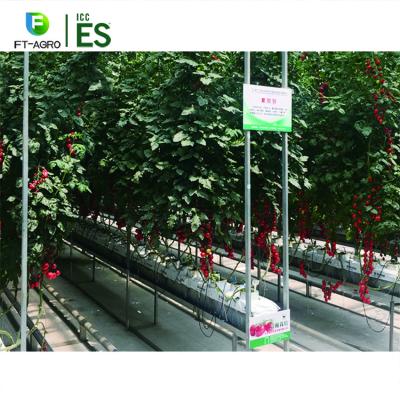 China Planting Vegetables System Sun Dish Hydroponic Growing Greenhouse And So On for sale