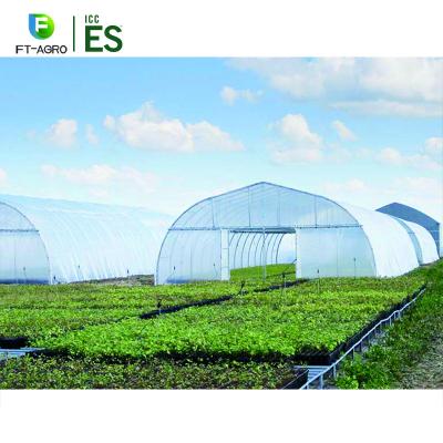 China Planting Vegetables And So On Large Size Grapes Planting Greenhouse for sale