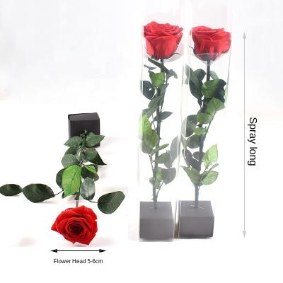 China Eternal flower Rose Long hanging immortal roses preserved roses 5-6cm in acrylic flower box valentines gifts bouquet for sale