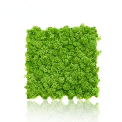 China EVA Floor Bonding Stabilized Moss Wall Panel Yunnan Factory Supply Wholesale Preserved Foam 01 for sale