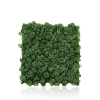 China Yunnan Manufacturers Supply Moss Moss Grass Wall Preserved Stabilized Moss Wholesale 01 for sale