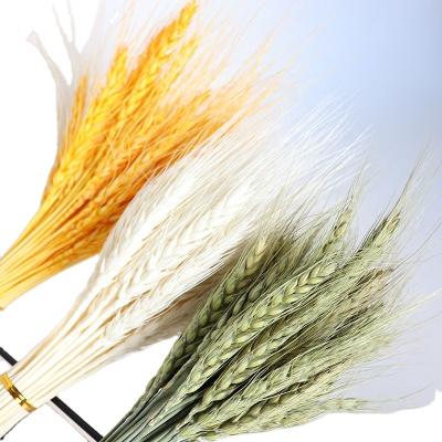 China Barley Yunnan preserved flowers dried flowers opened barley home decoration dried wheat ear flowers for sale