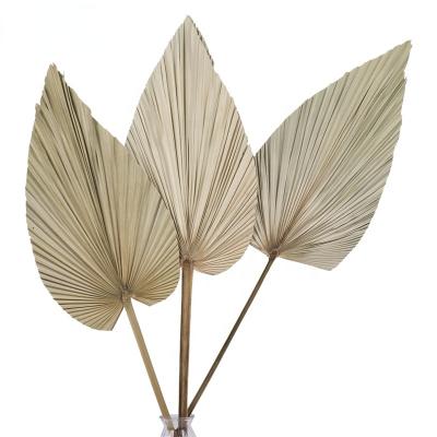 China Dried Flowers Dried Bunch Dukui Leaf Decorative Pug Fan Flowers Dried Flower Bouquet for sale