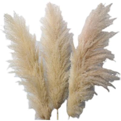 China Bouquet Preserved Flowers Thatch Phragmites Australis Rush Dried Flower Home Decoration for sale