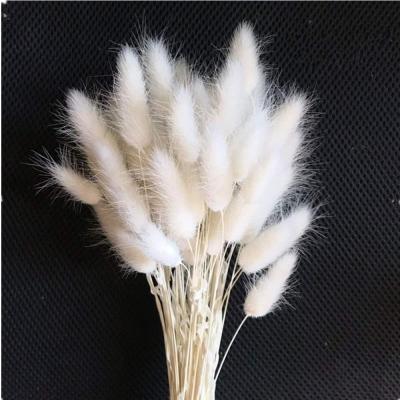 China Wholesale Natural Preserved Amazon Etsy Touch Flowers Bunny Tail Grass Decoration Dried Bunny Tails Grass White for sale