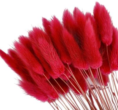 China Wholesale Natural Preserved Amazon Etsy Touch Flowers Bunny Tail Grass Decoration Dried Bunny Tail Grass Red for sale