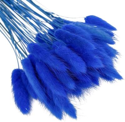 China Contact Wholesale Natural Preserved Flowers Bunny Tail Grass Decoration Dried Bunny Tail Grass Blue for sale