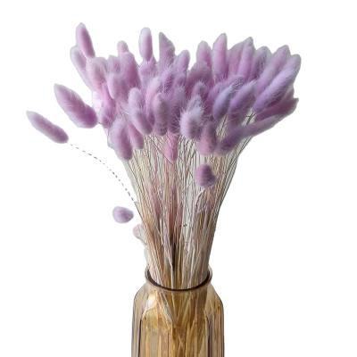 China Contact Wholesale Natural Preserved Flowers Bunny Tail Grass Decoration Dried Purple Bunny Tail Grass for sale