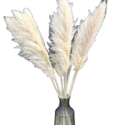 China Indor Decoration Home Decoration Nature Nature Beige Pampas Grass Big Long for sale