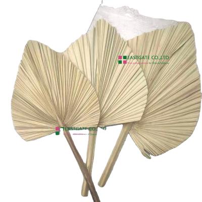 China Nature Factory Wholesale Preserved Flower Dried Hand Fan Palm Leaves Flowers For Wedding for sale