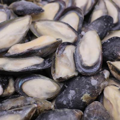 China High Nutrition Chose Best Blue Mussel Half Jelly Shell Blue Mussel For Freeze Mussel for sale