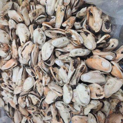 China High Nutrition half shell blue mussel for freeze mussel selected the best frozen blue mussel for sale