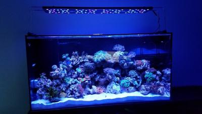 China Evergrow it5012 aquaocean led aquarium lighting for marine use 16