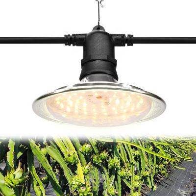 China Seed Starting Planting Pitaya Powder Bulb Led Full Spectrum Grow Lights for sale