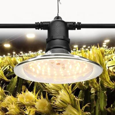 China Seed Seed Planting Lamp Plant Pitaya Plant Lighting Led Bulb Light For Growing Lights for sale