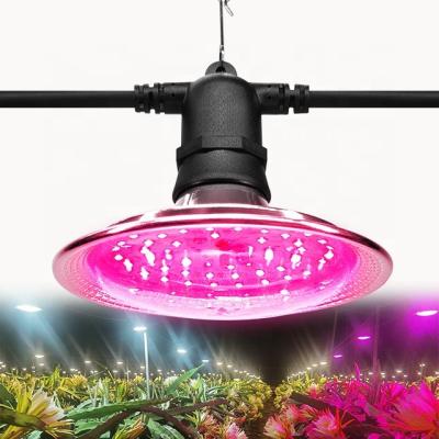 China Other Pitaya Planting Lamp Dragon Fruit Led Full Spectrum Light Grow Lights for sale