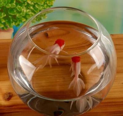 China hand blow glass terrarium  fish tank decoration glass container  10cm diameter and other size for sale