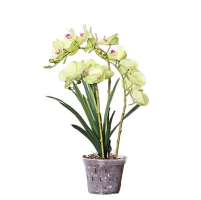 China Wholesale high quality garden plastic planting pot CLASSIC 5.59 inch orchid flower pot for sale