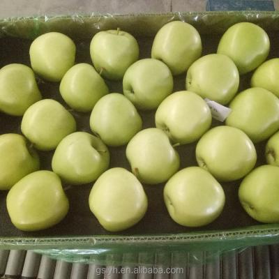 China fresh golden delicious apple for sale