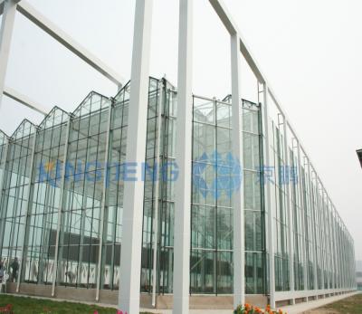 China Glass Agriculture Commercial Multi Span Glass Greenhouse for sale