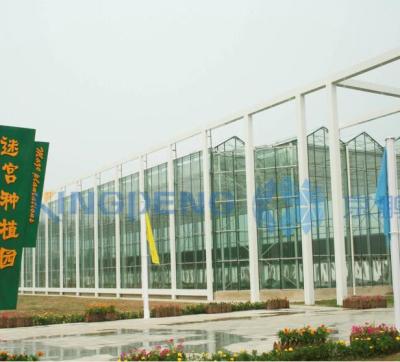 China Glass Multi Span Glass Greenhouse For Tomato Production for sale