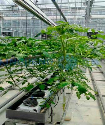 China Tomato Growing Single Layer Float Glass Greenhouse For Hydroponic Tomato for sale