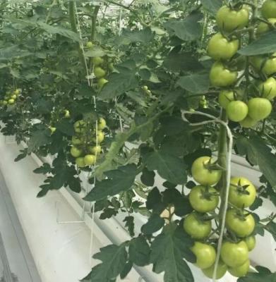 China High Transparency Double Layer Glass Float Greenhouse For Hydroponic Tomato for sale